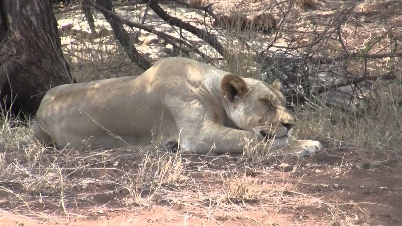 Nairobi – Samburu Game Reserve 